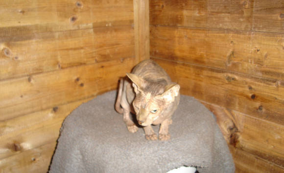 Chat Nu Sphynx Chat Martinique Cyphoma