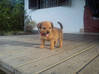 Photo de l'annonce A donner jolie petite chienne petite taille Guyane #0