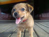 Photo de l'annonce A donner jolie petite chienne petite taille Guyane #1