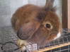 Photo de l'annonce adorables lapins nains Guadeloupe #2