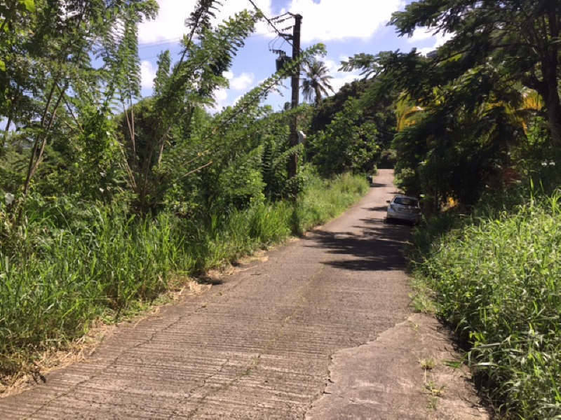 Terrain Ventes Terrain Martinique • Cyphoma