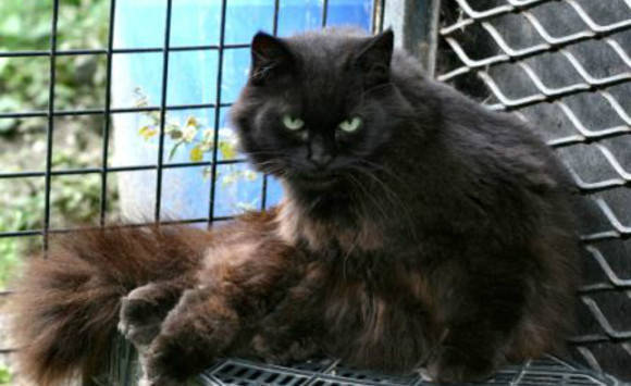 Chatons De Race Angora Turc Chat Martinique Cyphoma