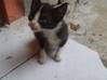 Photo de l'annonce donne 4 chatons Martinique #1