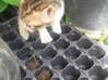 Photo de l'annonce donne 4 chatons Martinique #2