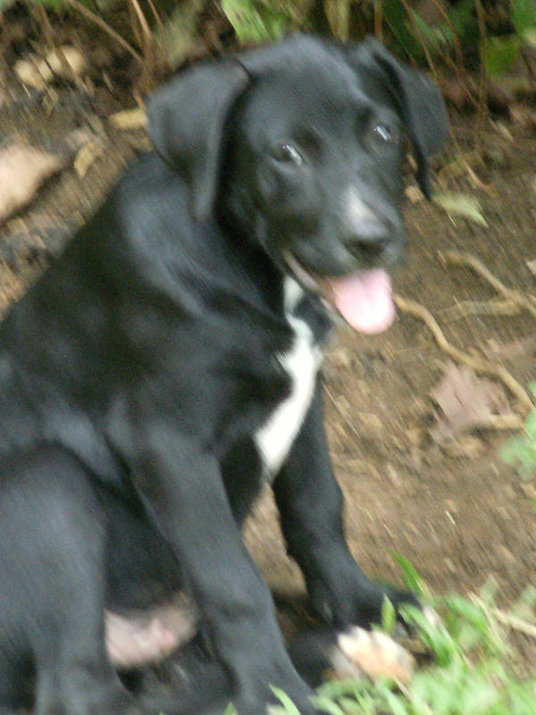 Donne chiots croisés Chien Guadeloupe • Cyphoma