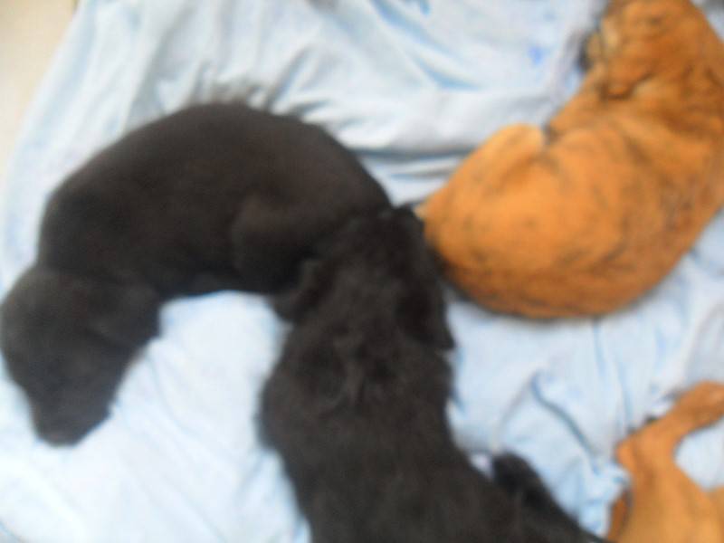 Adorables chiots Chien Guadeloupe • Cyphoma