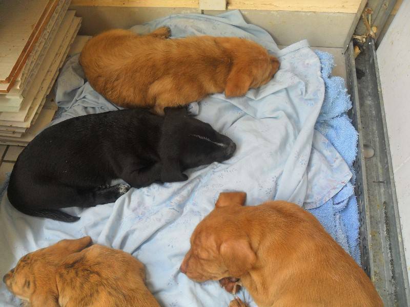 Adorables chiots Chien Guadeloupe • Cyphoma