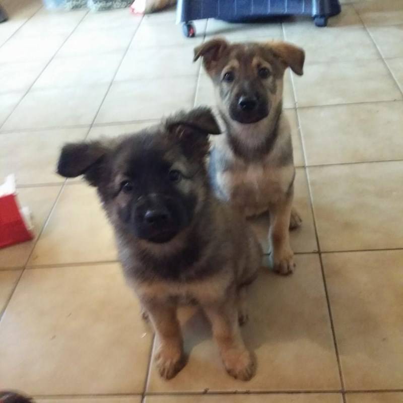 Cross Female Puppy German Shepherd Dogs Saint Martin Cyphoma