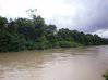 Foto do anúncio Terrain sur la rivière de Counamama Iracoubo Guiana Francesa #4