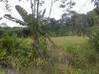 Photo de l'annonce Terrain ag deboisé cadastré 5000m2 Montsinery Montsinéry-Tonnegrande Guyane #3