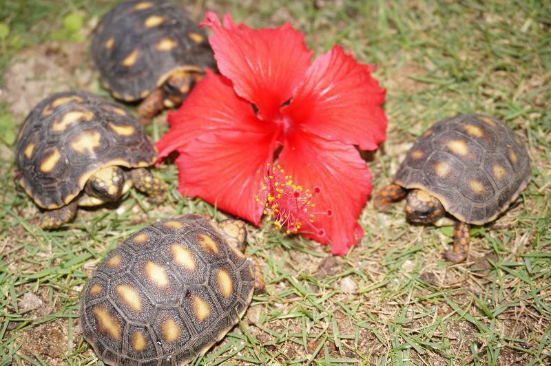 Bebe Tortue De Terre Autres Animaux Saint Barthelemy Cyphoma