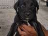 Photo for the classified Puppy cane corso mix Saint Martin #0