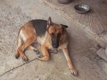 Chiot Berger Allemand Chien Martinique Cyphoma