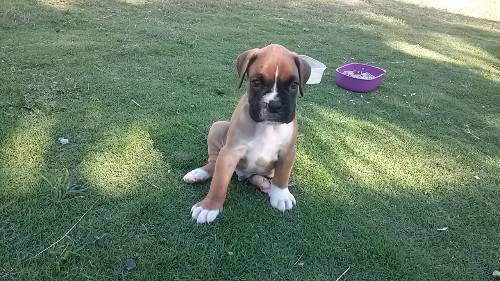 Tres Jolies Bebe Boxer Pure Race Chien Guadeloupe Cyphoma