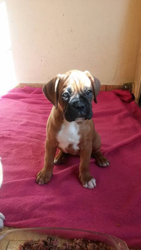 Tres Jolies Bebe Boxer Pure Race Chien Guadeloupe Cyphoma