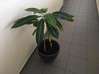 Photo de l'annonce Pots et plantes vertes Guyane #1