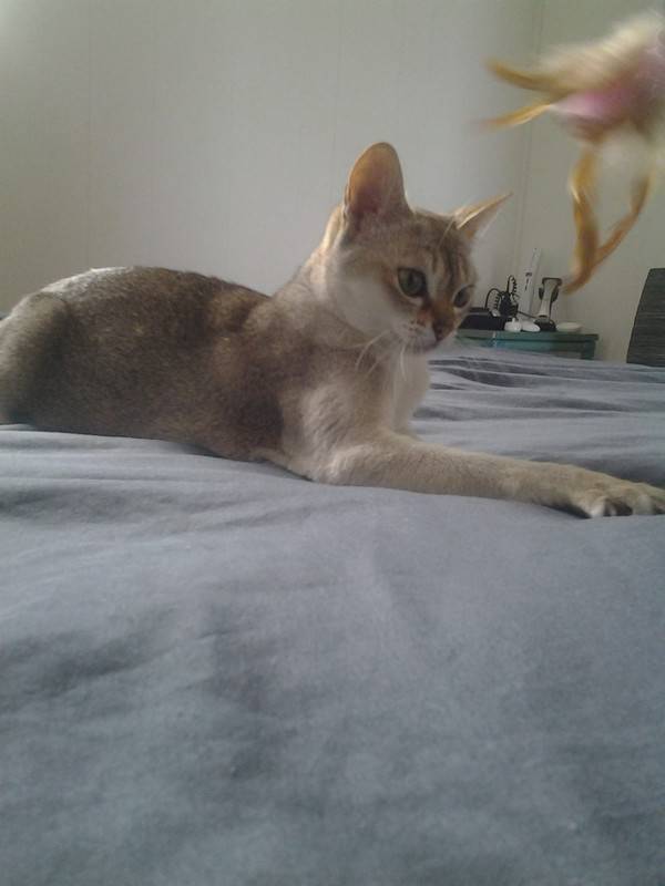 Chat Rare Singapura Chat Le Plus Petit Du Monde Chat Martinique Cyphoma Chat Rare Singapura Chat Le Plus Petit Du Monde Chat Martinique Cyphoma
