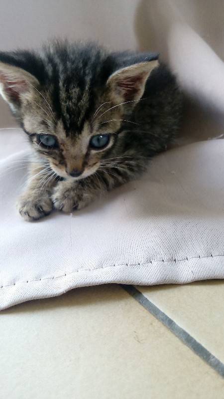 Bebe Chaton A Donner Contre Bon Soin Chat Martinique Cyphoma