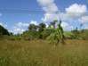 Photo de l'annonce Stoupan Terrain de 383 M2. Matoury Guyane #0