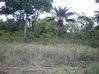 Photo de l'annonce Terrain agricole à Iracoubo Iracoubo Guyane #3