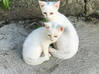 Photo de l'annonce Donne chatons Martinique #0
