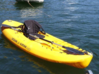Photo for the classified Kayak OCEAN KAYAK and accessories Saint Martin #0
