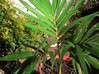 Photo de l'annonce Plante verte et leur pot Guadeloupe #0