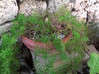 Photo de l'annonce Plante verte et leur pot Guadeloupe #1