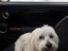 Photo for the classified Dog bichon Male female research for projecting Saint Barthélemy #1
