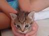 Photo for the classified gives cute kittens Saint Martin #0