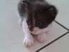 Photo for the classified gives cute kittens Saint Martin #1