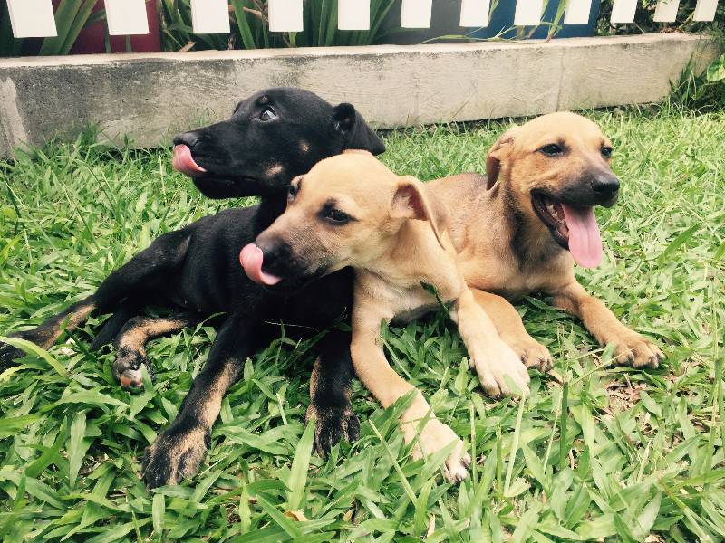 Chiots à donner type créoles/labrador Chien Guadeloupe • Cyphoma