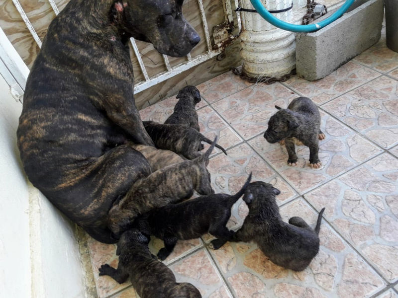 Pitbull puppies hotsell for sale 2018