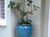 Photo for the classified large blue flower pot Saint Martin #0