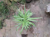 Photo for the classified Spider plant - Chlorophytum scalp Saint Barthélemy #0