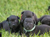 Photo for the classified Staffordshire Bull terrier said Pluckiness Saint Barthélemy #1