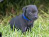 Photo for the classified Staffordshire Bull terrier said Pluckiness Saint Barthélemy #5