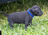Photo for the classified Staffordshire Bull terrier said Pluckiness Saint Barthélemy #6