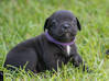Photo for the classified Staffordshire Bull terrier said Pluckiness Saint Barthélemy #8