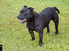Photo for the classified Staffordshire Bull terrier said Pluckiness Saint Barthélemy #10