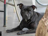 Photo for the classified Staffordshire Bull terrier said Pluckiness Saint Barthélemy #0