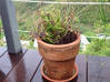 Photo for the classified Garden vacuum potted plants / jar Saint Martin #8