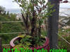 Photo for the classified Garden vacuum potted plants / jar Saint Martin #14
