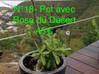 Photo de l'annonce vide jardin plantes en pot / jarre Saint-Martin #18