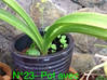 Photo for the classified Garden vacuum potted plants / jar Saint Martin #23