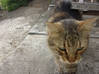 Photo de l'annonce Trouvé magnifique chat tigré Saint Barthélemy #1