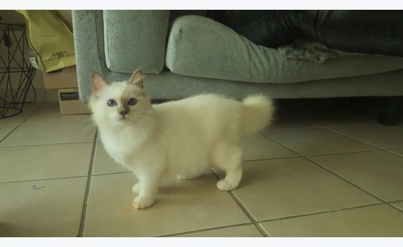 chat cayenne