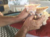 Photo de l'annonce Donne chatons Saint-Martin #2