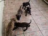 Photo for the classified XL Pit Bull Puppies 1 male 4 female First Litter Sint Maarten #8