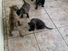 Photo for the classified XL Pit Bull Puppies 1 male 4 female First Litter Sint Maarten #9